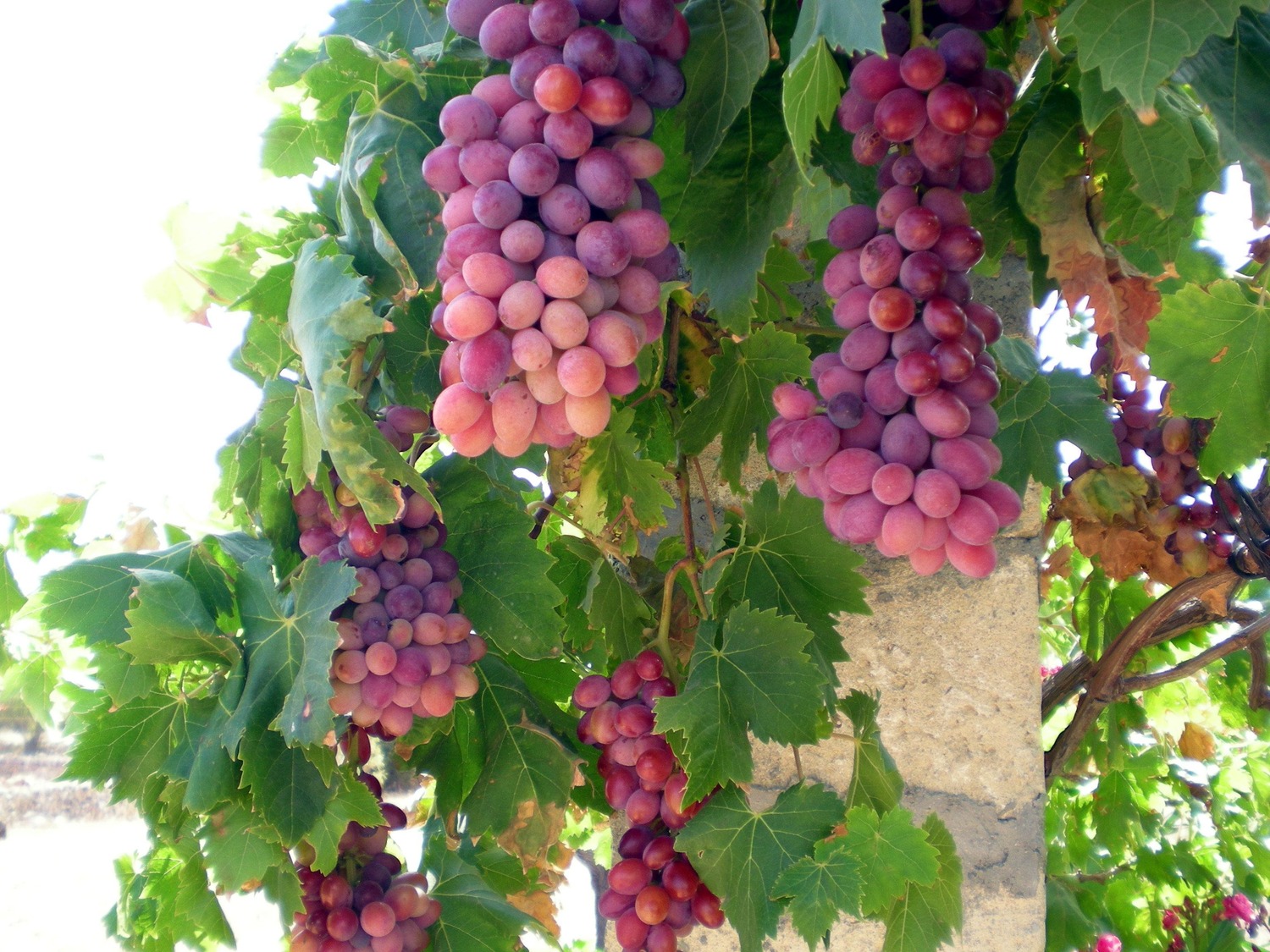 столовый виноград